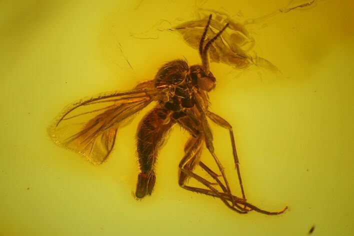 Detailed Fossil Fly (Diptera) In Baltic Amber #163533